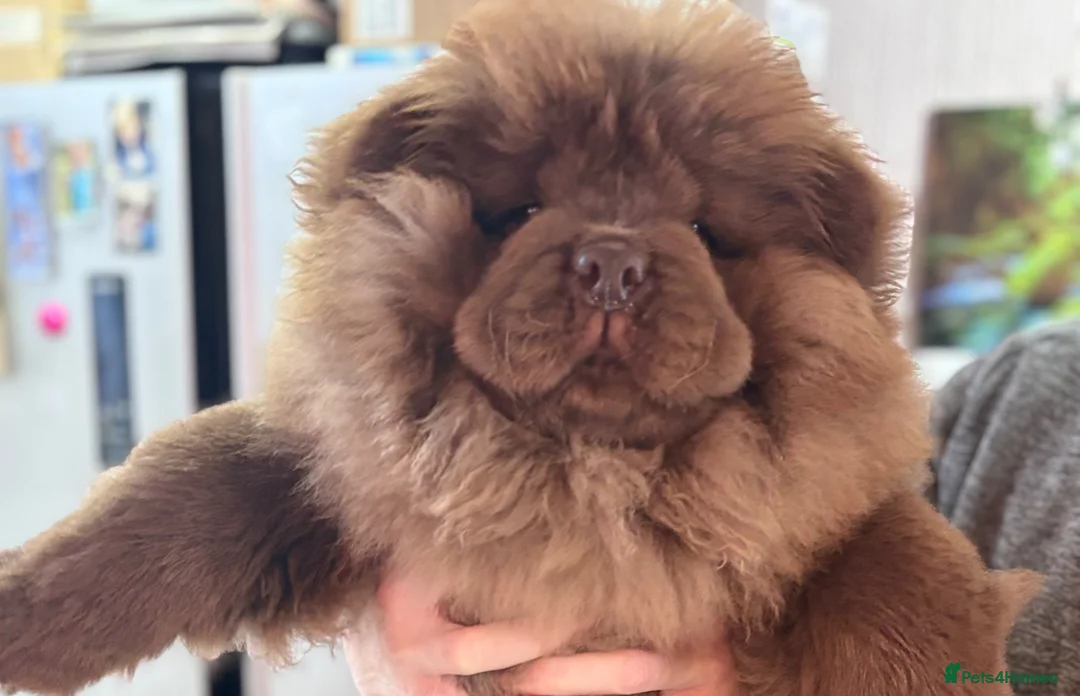 Chow Chow dogs for sale: Chocolate chow chow boy - Advert 1