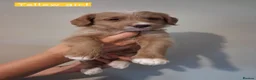 Australian Labradoodle dogs for sale: DNA health tested mini Australian labradoodles  - Advert 5