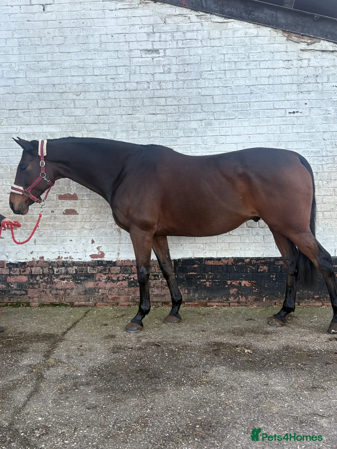 English Thoroughbred horses for sale: Very sad sale , roscoe 16hh bay gelding  - Advert 4