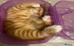 British Shorthair cats for sale: Lovely Girls 🥰 - Advert 10