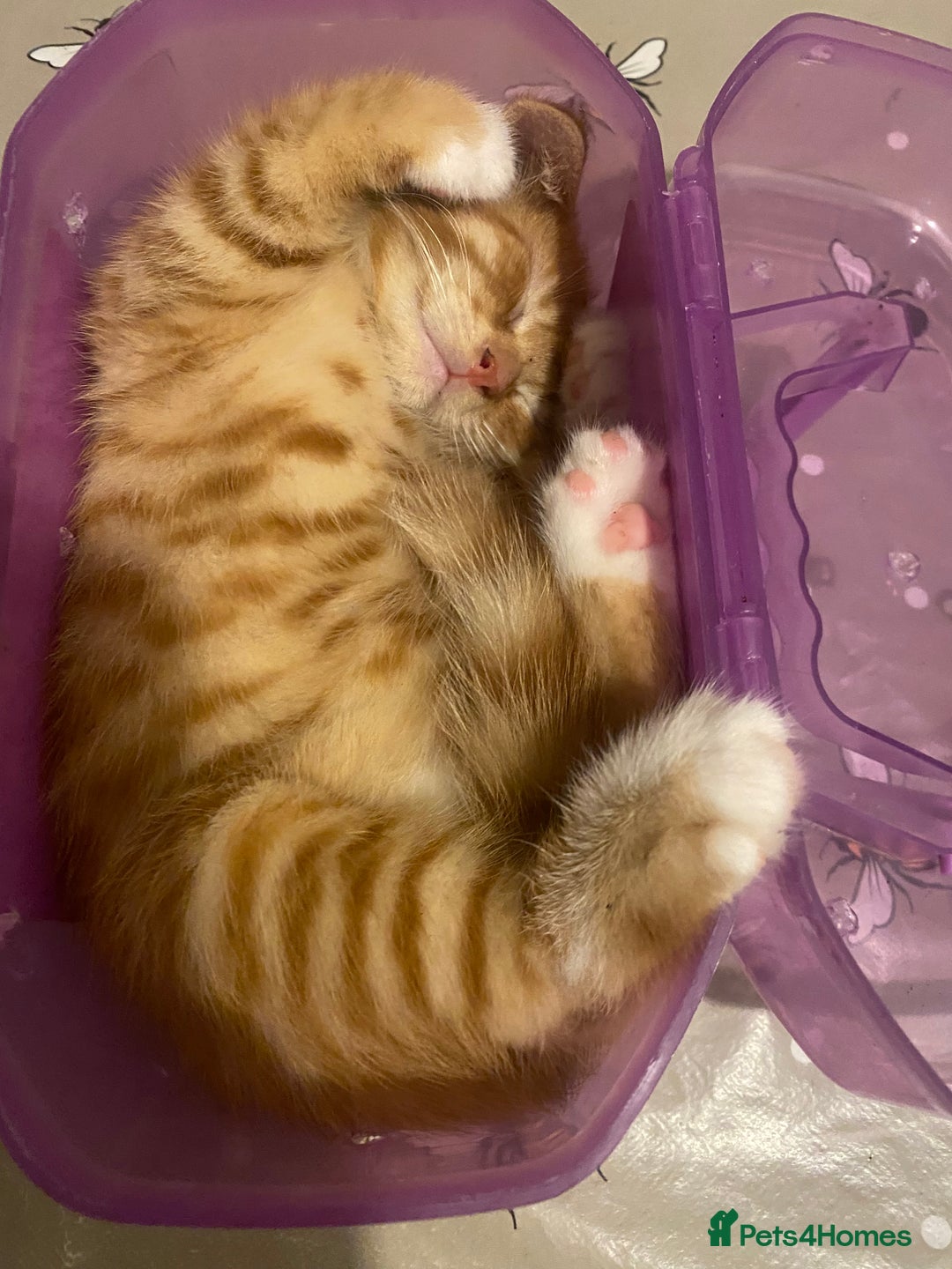 British Shorthair cats for sale: Lovely Girls 🥰 - Advert 10