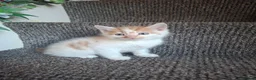Mixed Breed cats for sale: Kitten  - Advert 8