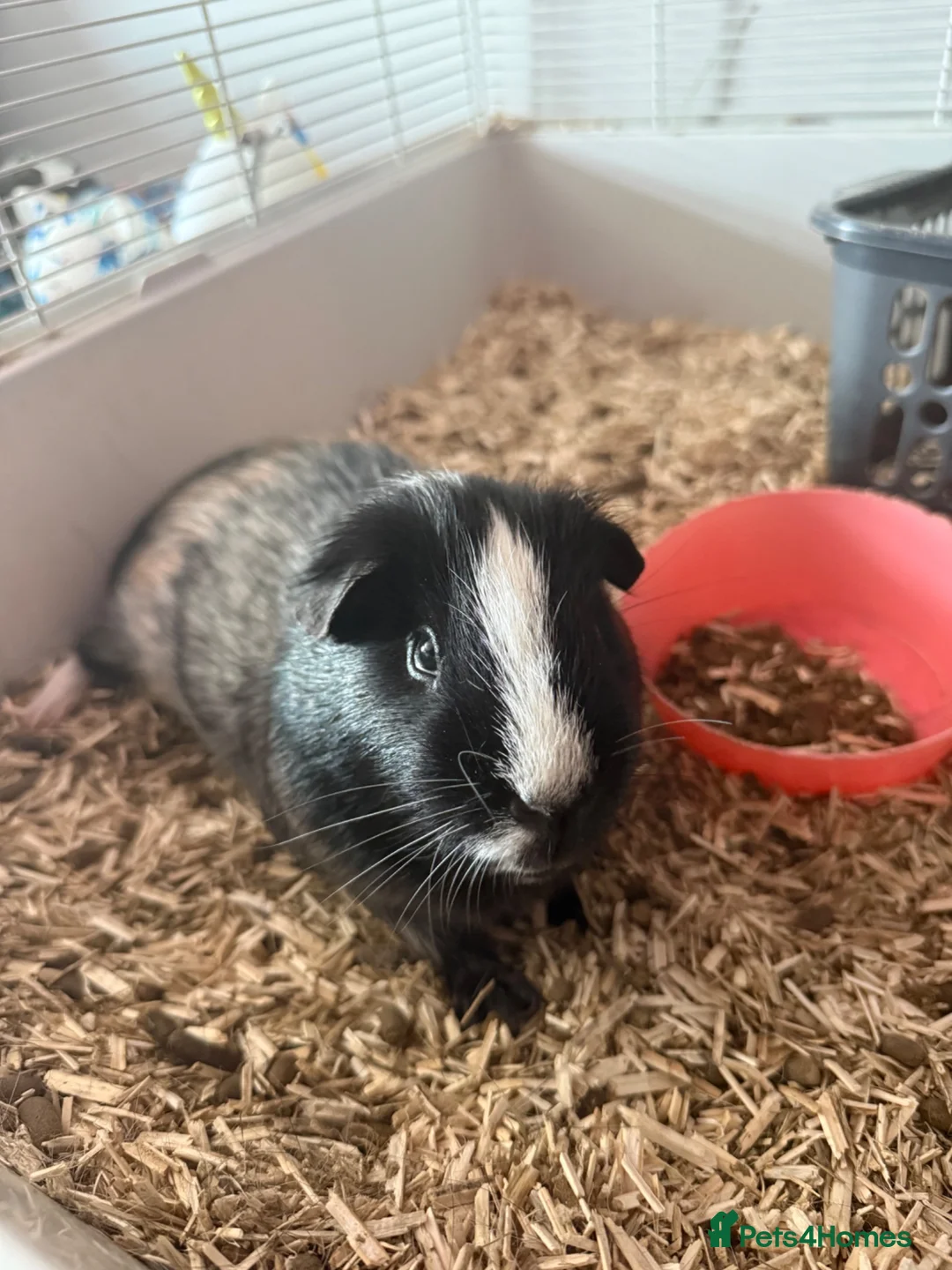 Guinea Pig rodents for sale: 2 male guinea pigs  - Advert 2