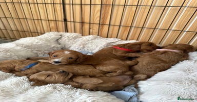 Cavapoo dogs - Advert 16