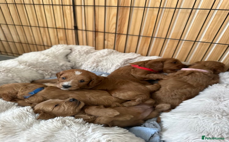 Cavapoo dogs - Advert 2