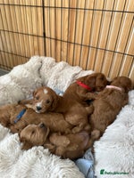 Cavapoo dogs - Advert 16