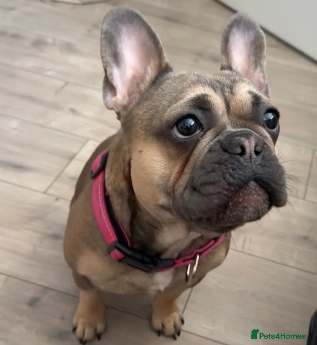 French Bulldog dogs for sale: Mabel 19months  - Advert 1