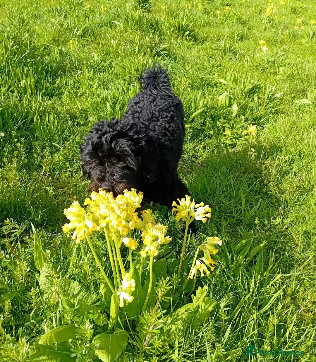 Cockapoo dogs for sale: Cockapoo Minature in Solihull - Advert 2
