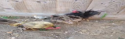 Chickens poultry for sale: Serama chickens in Bedford - Advert 3