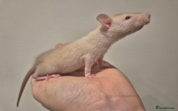 Rat rodents for sale: Various rat - Image 5