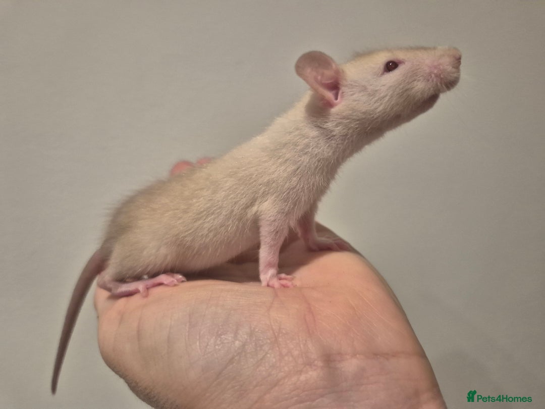 Rat rodents for sale: Various rat - Image 5