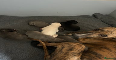 Whippet dogs - Advert 2