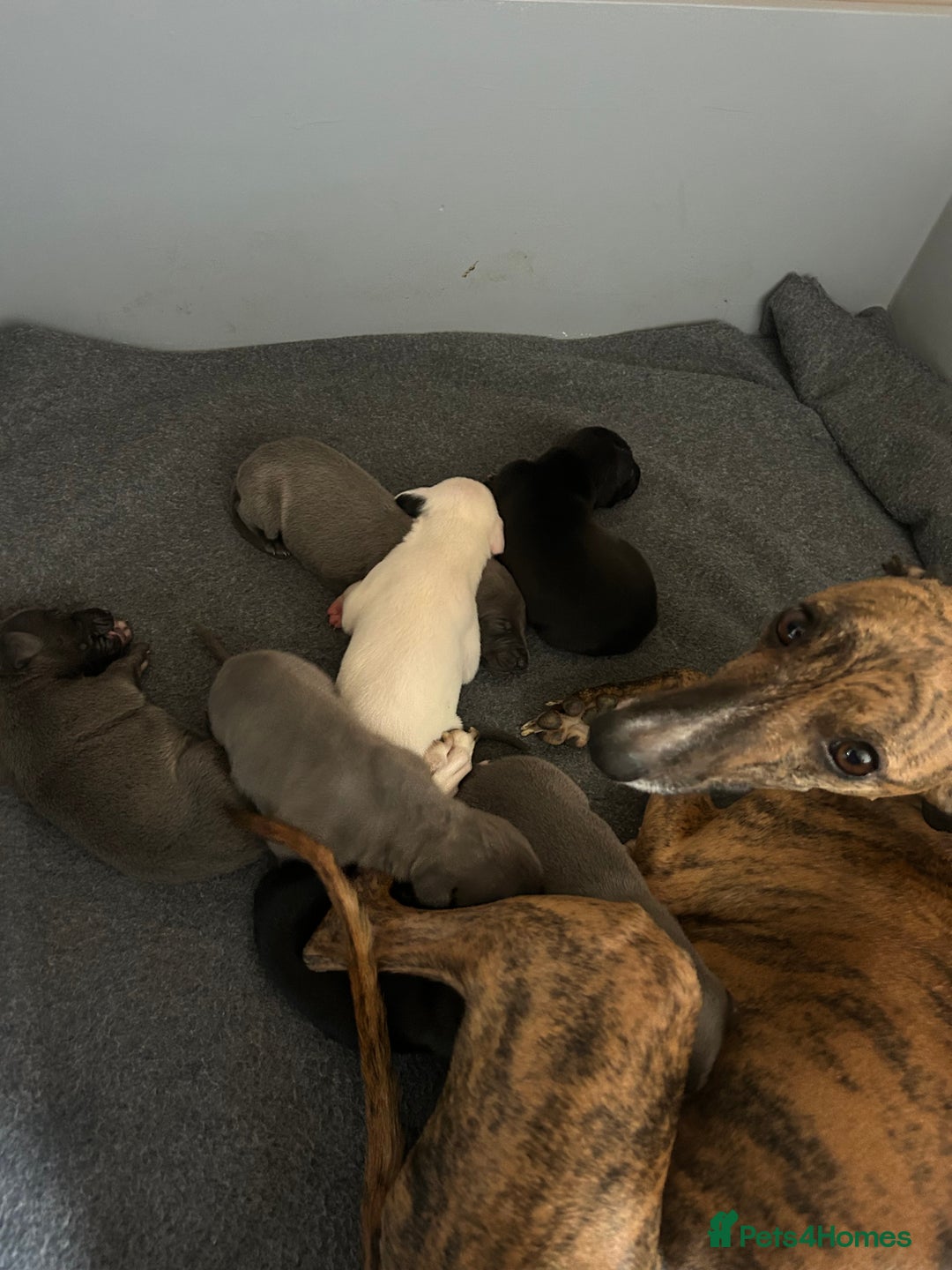 Whippet dogs for sale: Whippet pups - Image 3