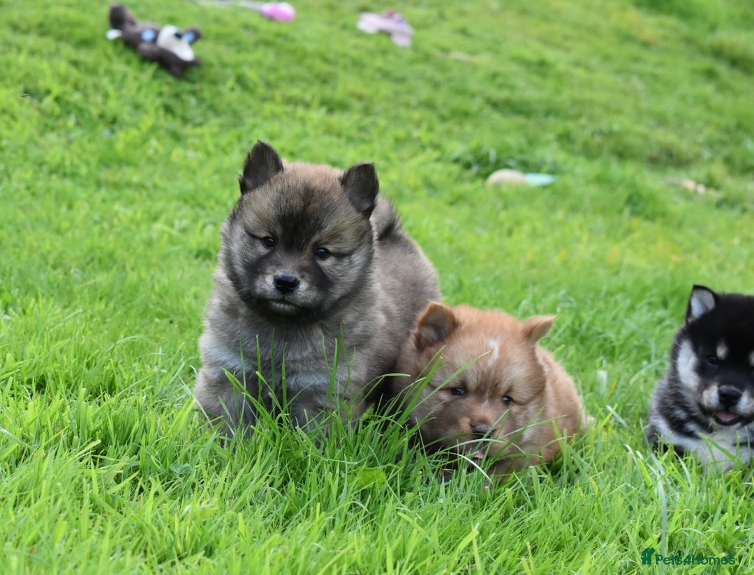 Siberian Husky dogs for sale: Beautiful Chowski puppies  - Image 20