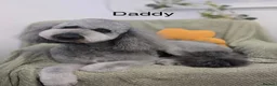 Sheepadoodle dogs for sale: Stunning Sheepadoodle puppies  in Stourbridge - Advert 2