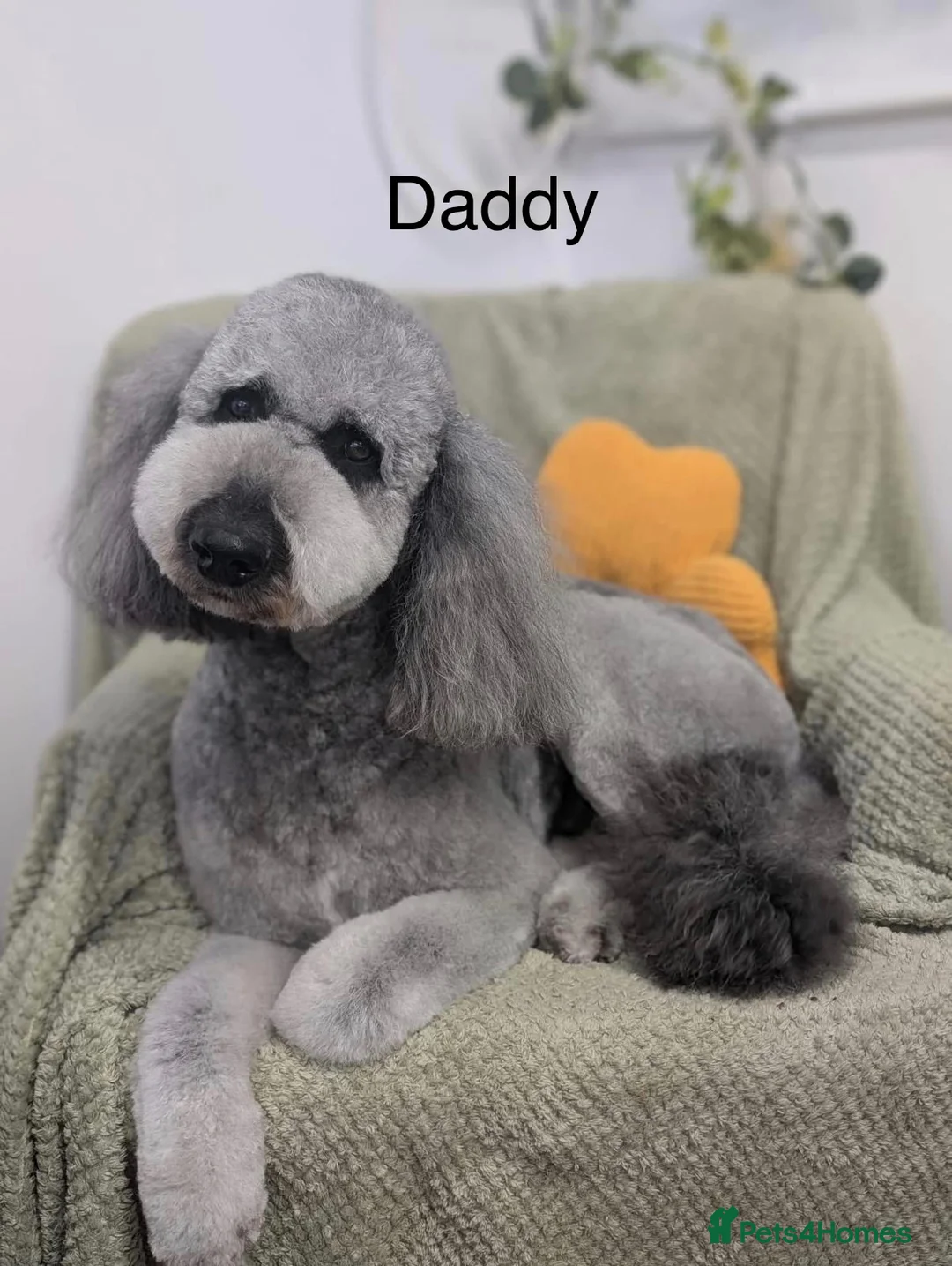 Sheepadoodle dogs for sale: Stunning Sheepadoodle puppies  in Stourbridge - Advert 2