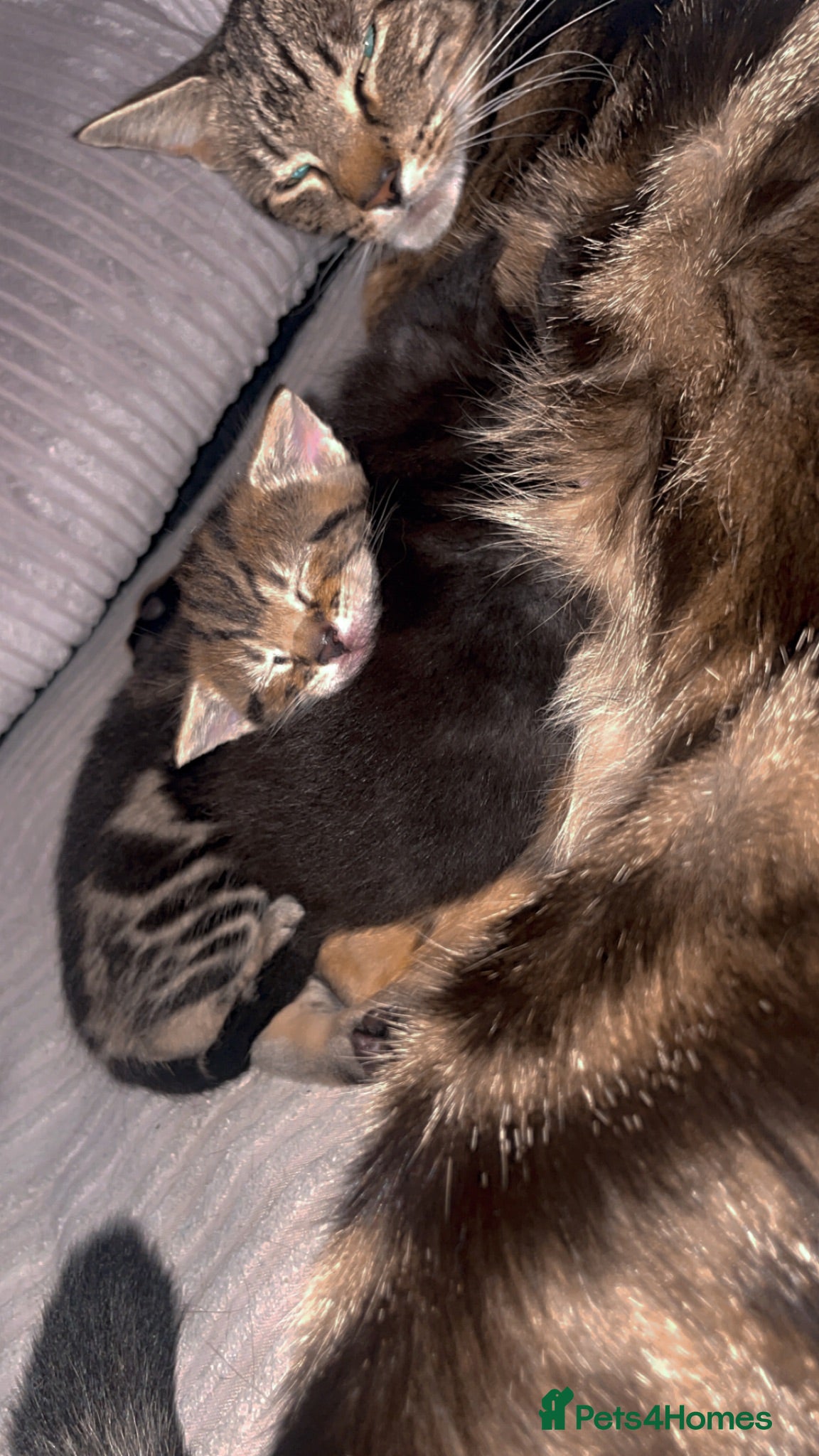 Mixed Breed cats 2 mixed breed kittens  - Advert 1