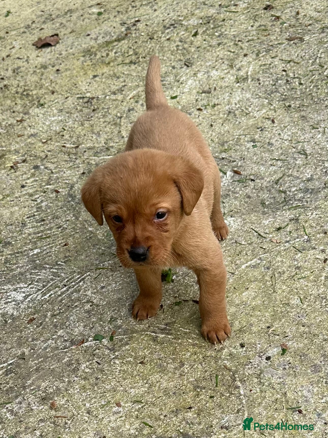 Labrador Retriever dogs Stunning fox red labrador puppies for sale - Advert 5