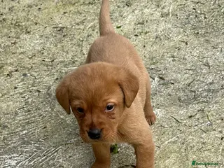 Labrador Retriever dogs Stunning fox red labrador puppies for sale - Advert 3