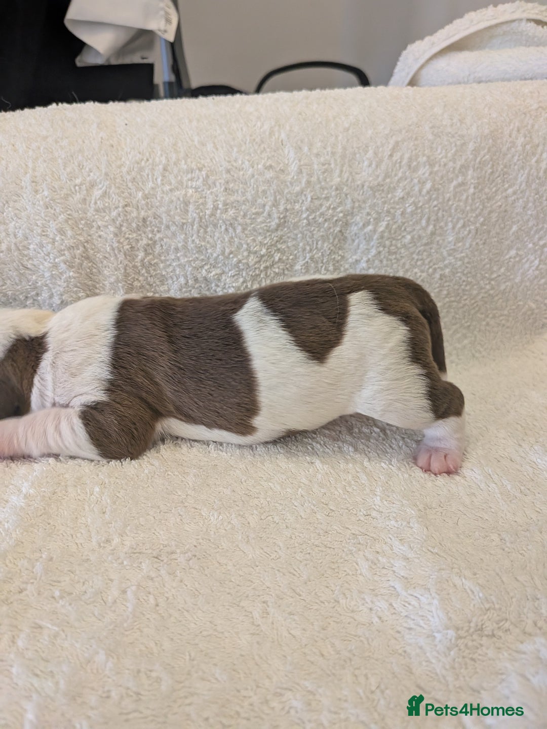 Mixed Breed dogs for sale: Cockerbull puppies  - Image 25