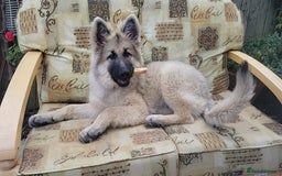 German Shepherd dogs for sale: Puppy German Shepard  - Image 1