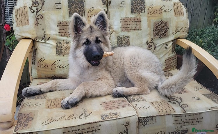 German Shepherd dogs - Advert 1