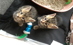 British Shorthair cats for sale: STUNNING AND LOVING BSH x DSH KITTENS - Image 24