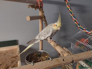 Cockatiels birds cockatiel female - Advert 1