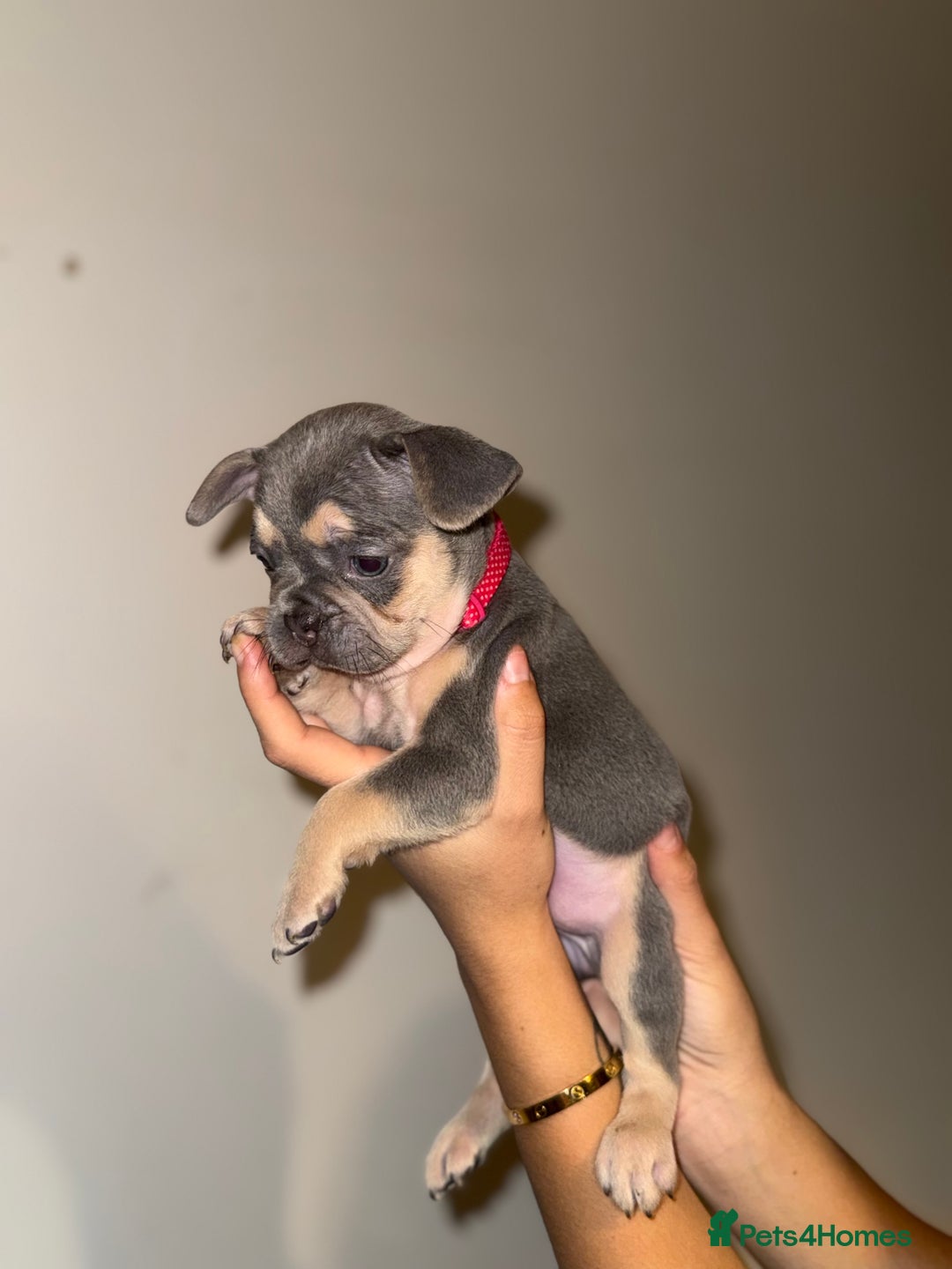 French Bulldog dogs for sale: BLUE & CREAM/TAN Isabella/pink carrying. - Image 7