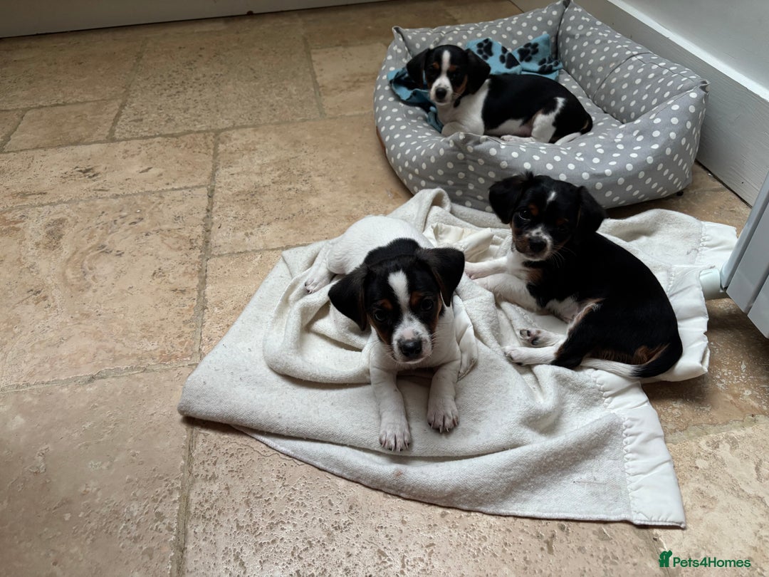 Mixed Breed dogs for sale: Cavajacks - Image 9