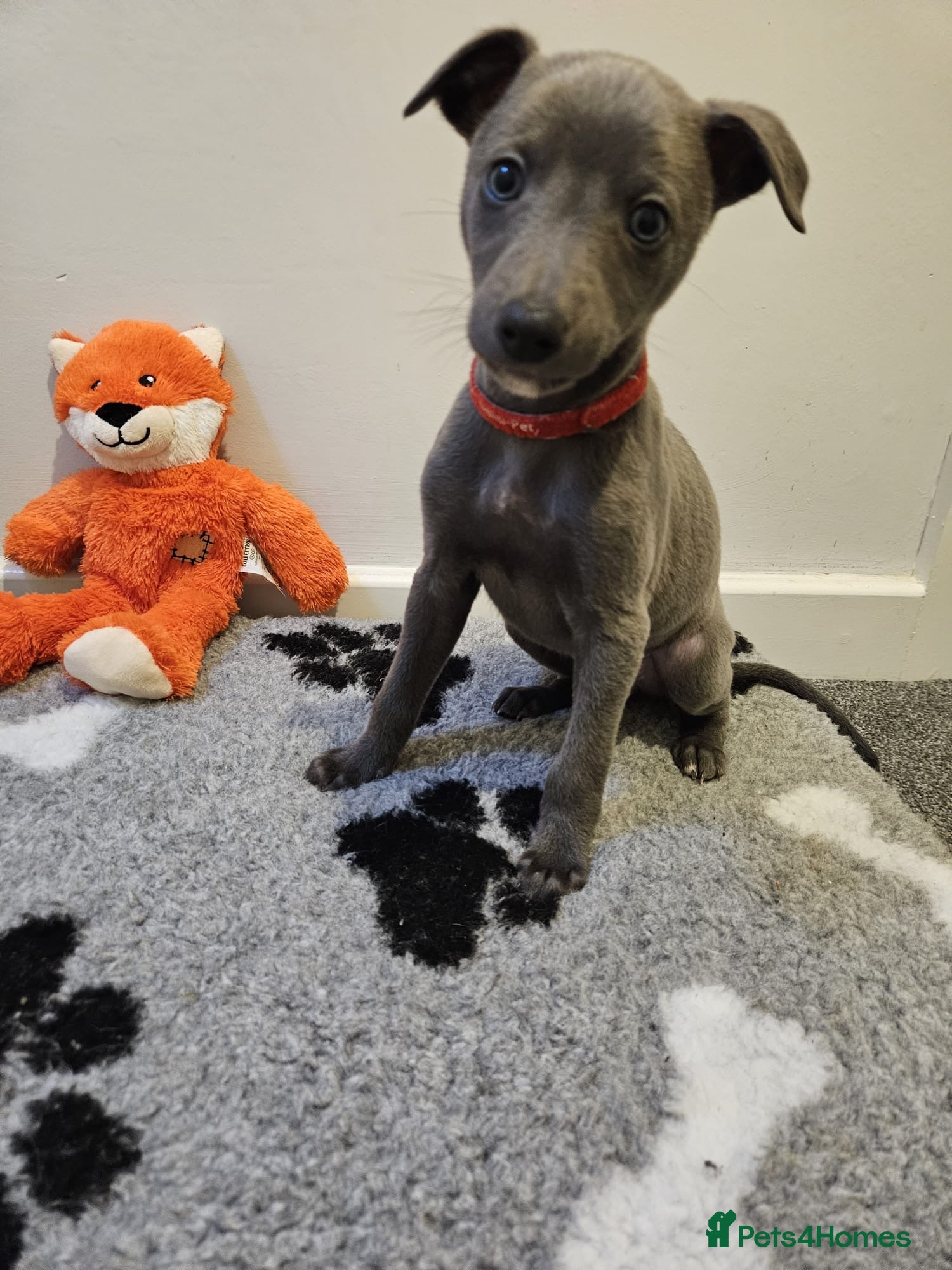 Whippet dogs Quality KC reg whippet puppies  - Advert 1