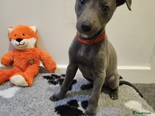 Whippet dogs Quality KC reg whippet puppies - Advert 1