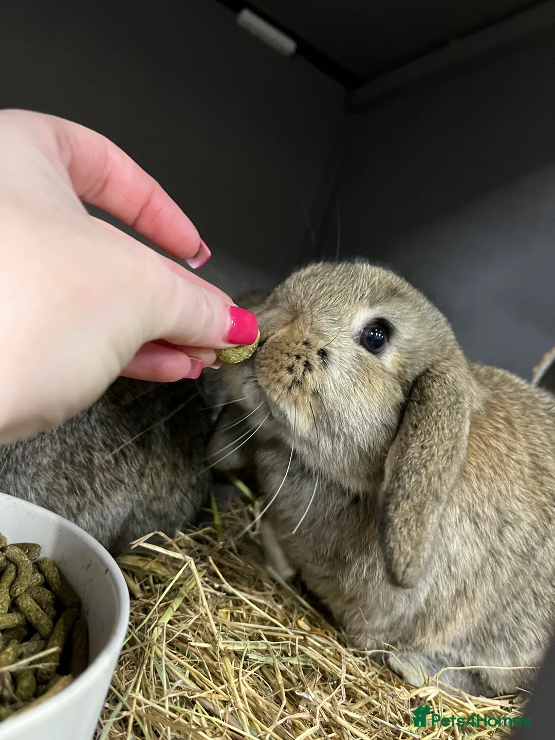 Mini Lop rabbits for sale: Mini Lop Bunnies - Advert 5
