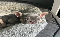 French Bulldog dogs for sale: *READY TO LEAVE* stunning lilac/tan girl frenchie - Image 25