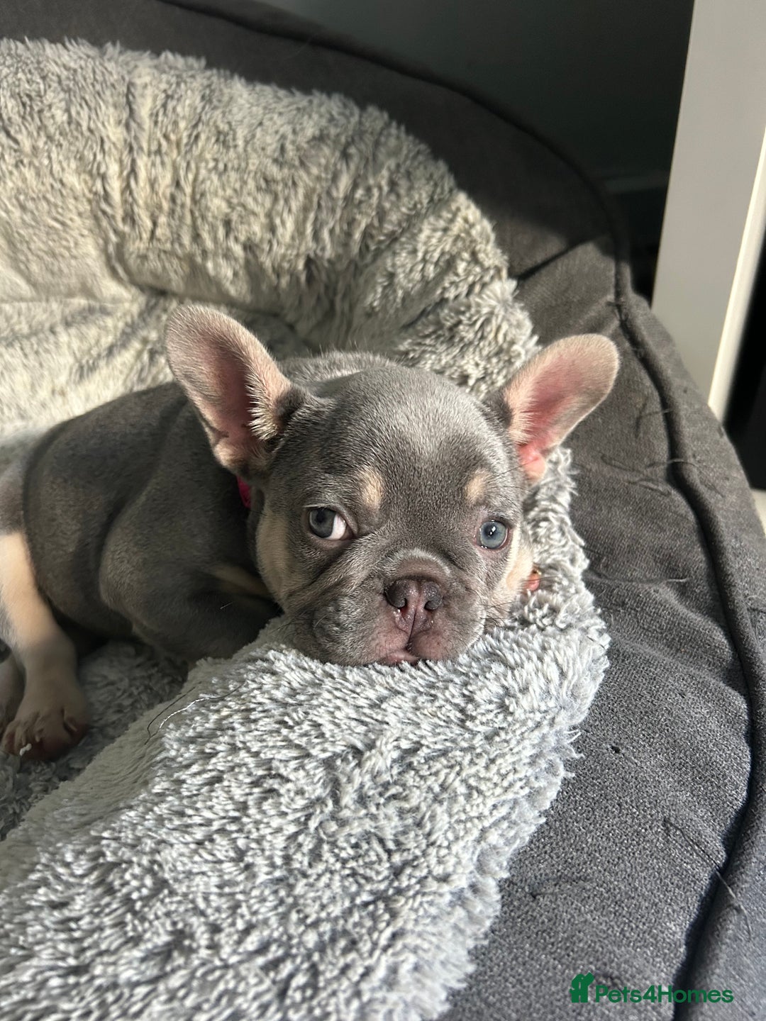 French Bulldog dogs for sale: *READY TO LEAVE* stunning lilac/tan girl frenchie - Image 25