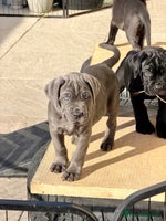 Mixed Breed dogs - Advert 6