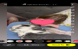 French Lop rabbits for sale: Giant French lop rabbits  - Image 2