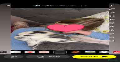 French Lop rabbits - Advert 3