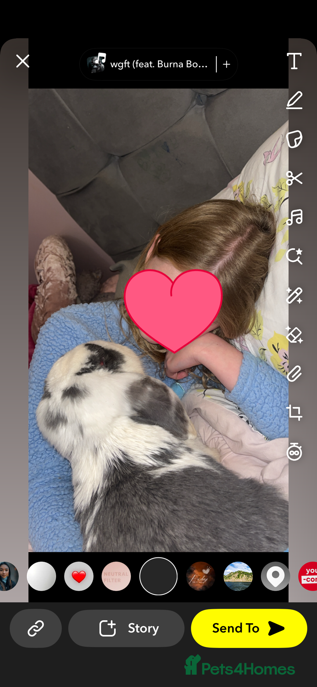 French Lop rabbits for sale: Giant French lop rabbits  - Image 2