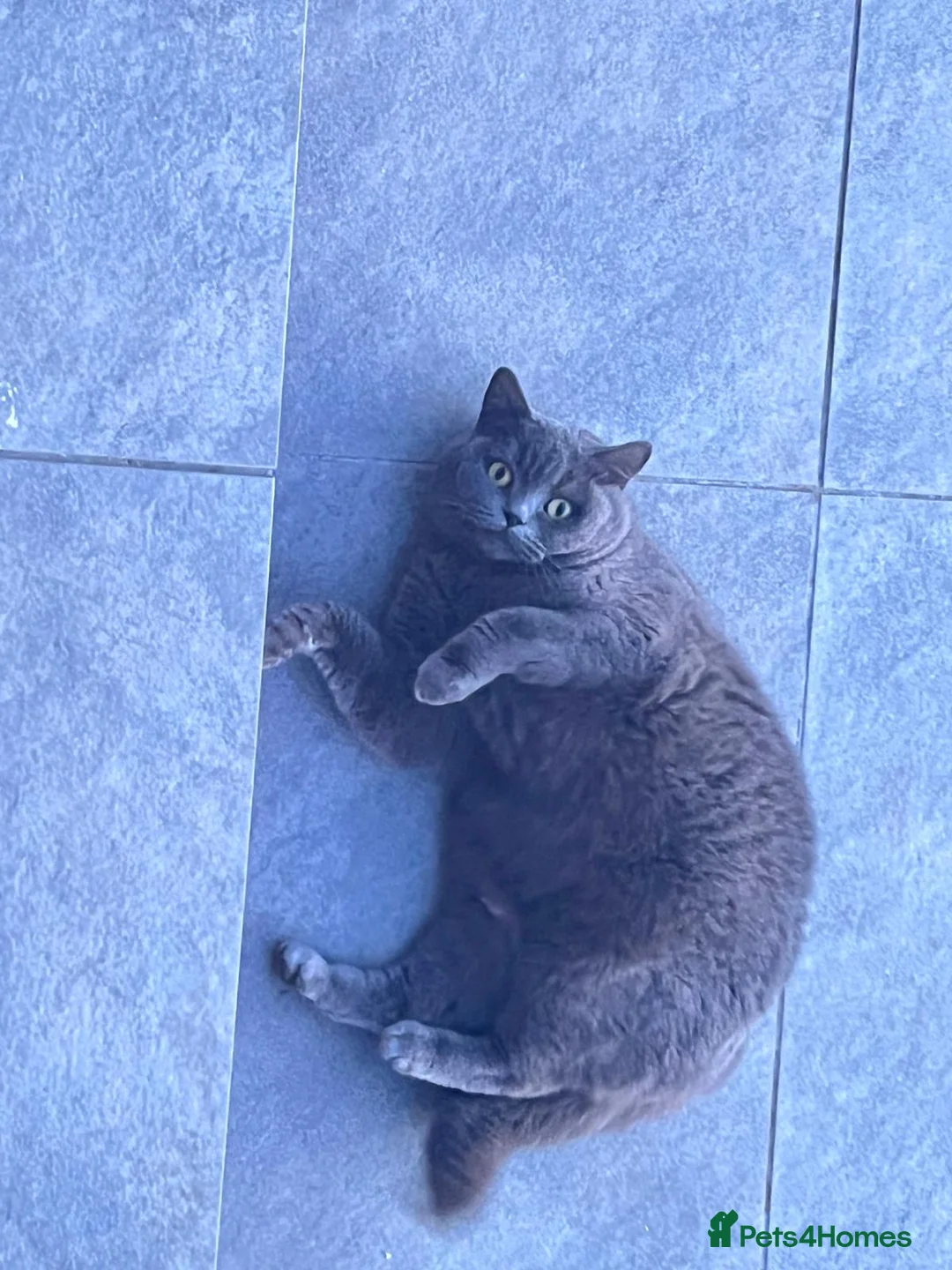 Mixed Breed cats for sale: British shorthair and black haired kittens  - Advert 1