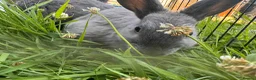 Netherland Dwarf rabbits for sale: Adorable Baby Netherland Dwarf Rabbits - Advert 3