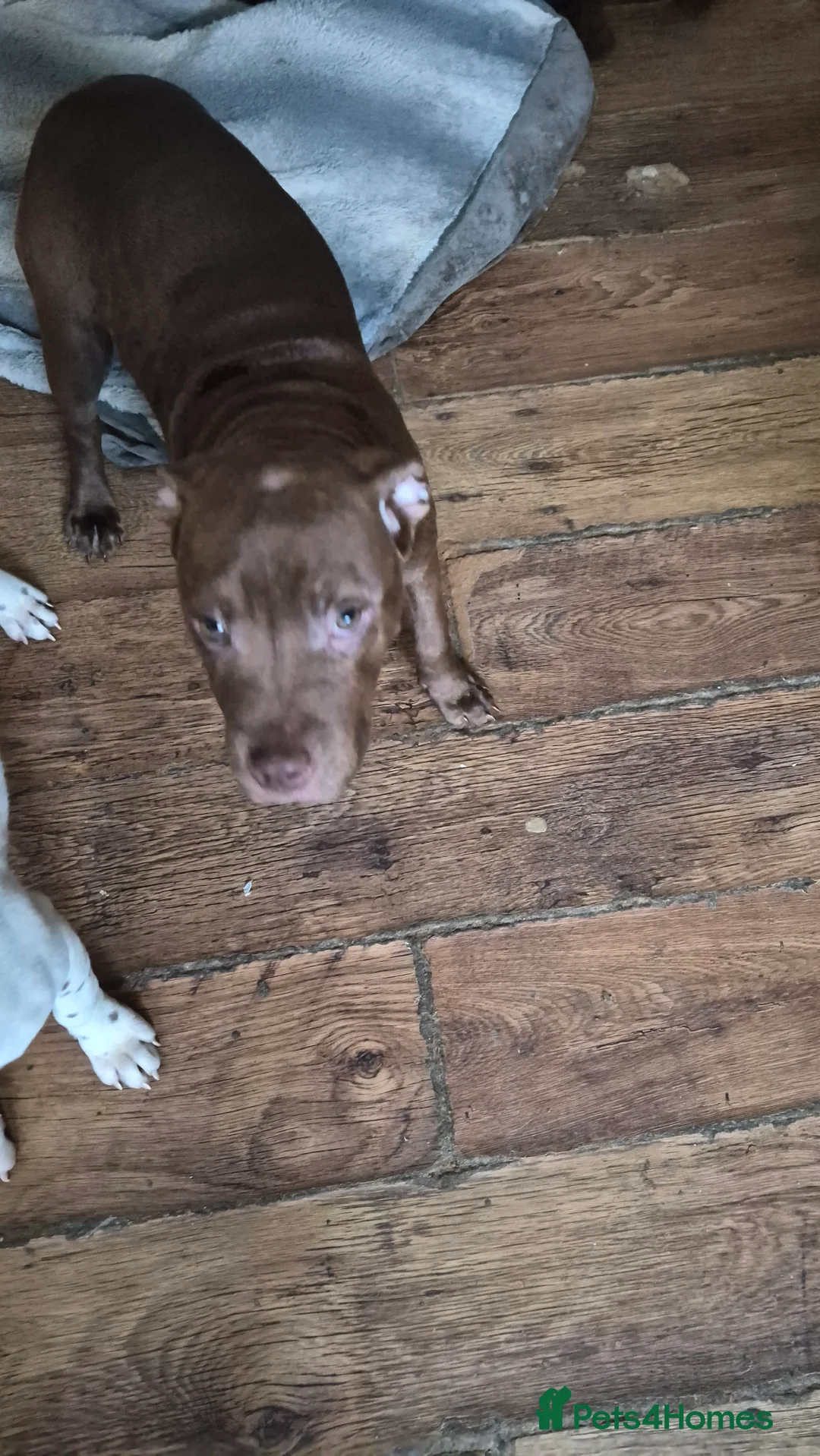 Mixed Breed dogs for sale: 2 lovely staff/American bulldog cross  in Halifax - Advert 5