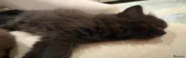 Russian Blue 3