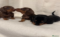 Dachshund dogs for sale: Dachshund puppies are Looking for Homes!  - Image 2
