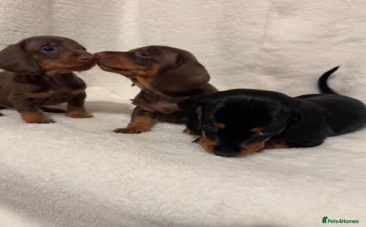 Dachshund dogs - Advert 1