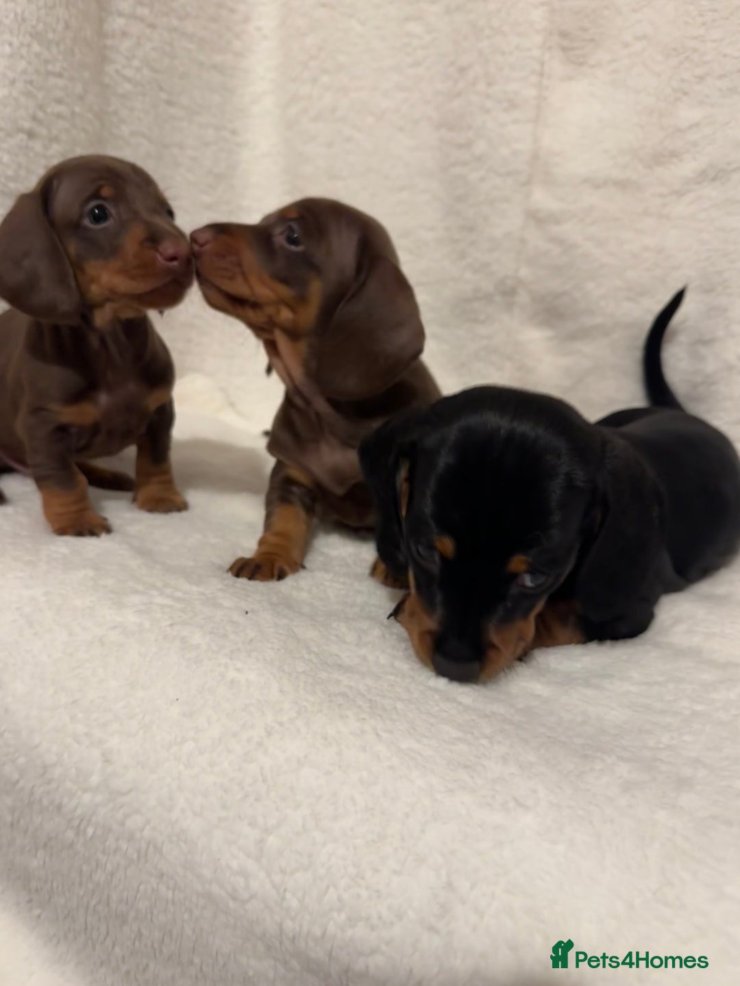 Dachshund dogs for sale: Dachshund puppies are Looking for Homes!  - Image 2