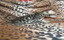 Bengal cats for sale: Outstanding Bengal kittens European Champion sire! - Image 13
