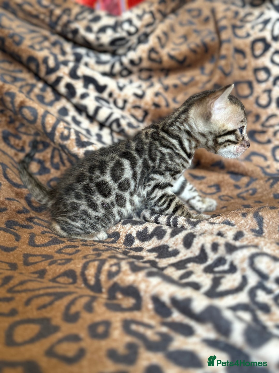Bengal cats for sale: Outstanding Bengal kittens European Champion sire! - Image 13
