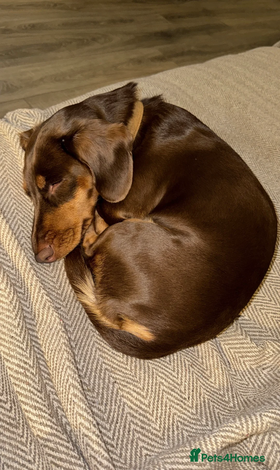 Dachshund dogs for sale: Miniature dachshund - Advert 2