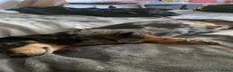 Dachshund dogs for sale: Tri dapple pups - Advert 5